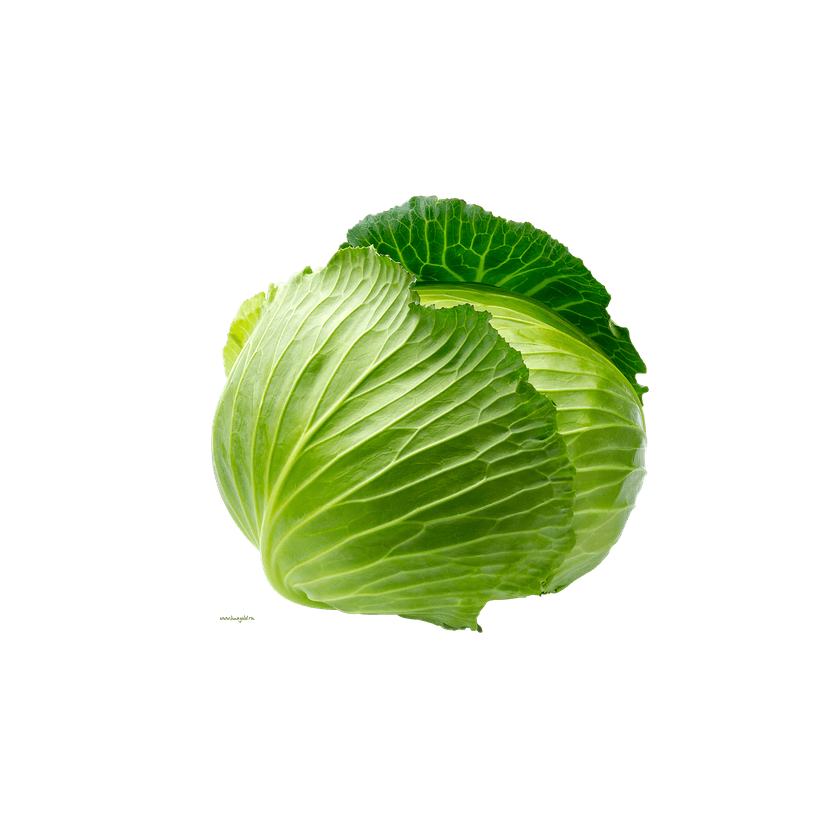 Cabbage