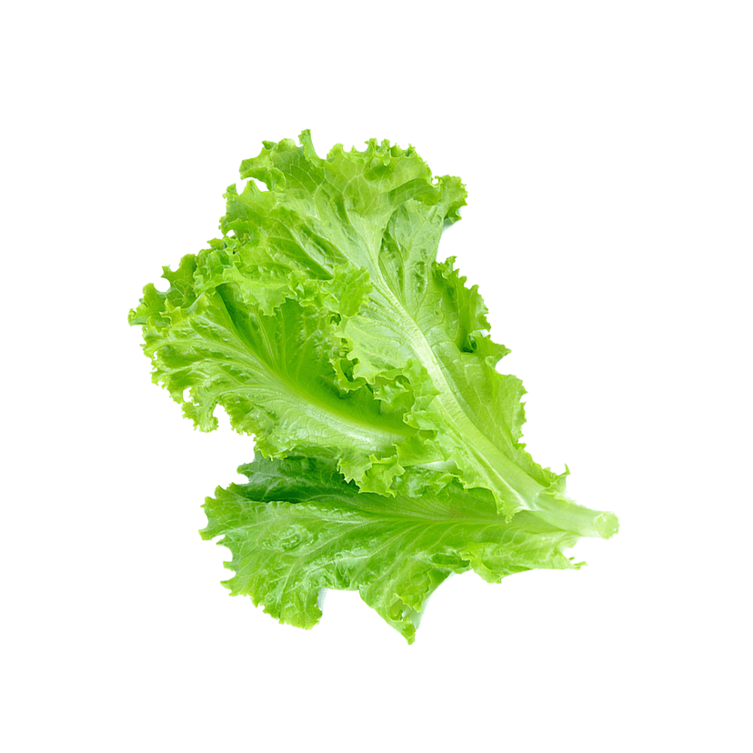 Lettuce